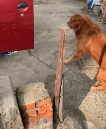 狗狗突然生病并且抽搐是怎么了,狗狗突然全身抽搐僵硬是什么原因