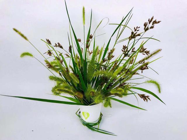 园艺治疗师一年网络课程