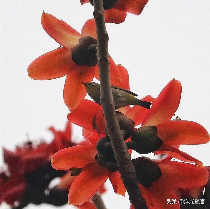 这个特殊的春天即将过去,这个特殊的春天作文