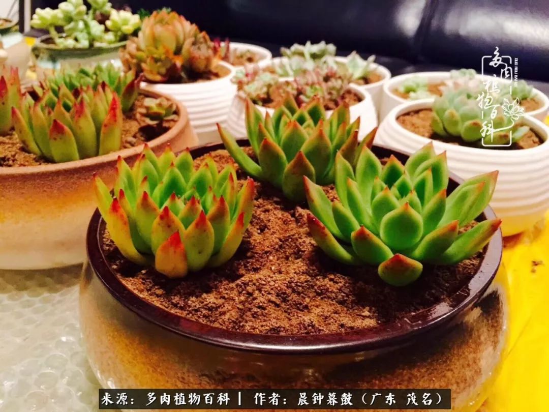 轻轻地告诉你，我的多肉也曾美过，不信你看看