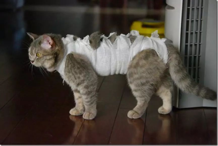 宠物术后肺水肿,宠物手术后伤口渗血怎么处理