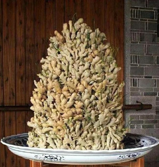 盆栽长出小姜芽需要大水吗,姜芽种在花盆里