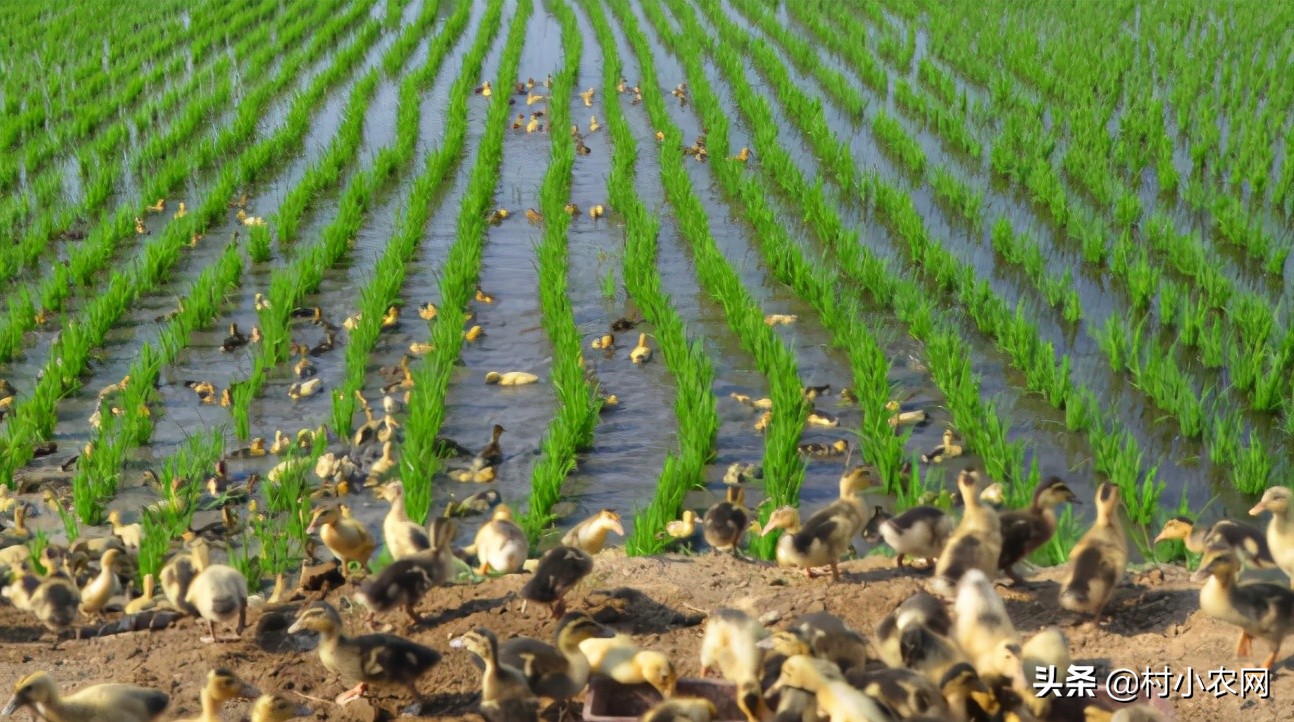 农村最赚钱的创业项目是,2022年农村创业致富的好项目