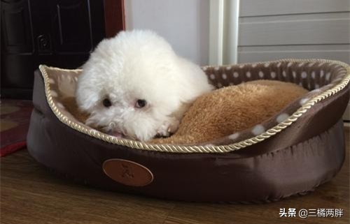 两个月的比熊吐拉稀没精神怎么办,三个月比熊刚买回来怎么养