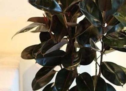 橡皮树黑金刚越长越高了怎么办,黑金刚橡皮树缺水的症状