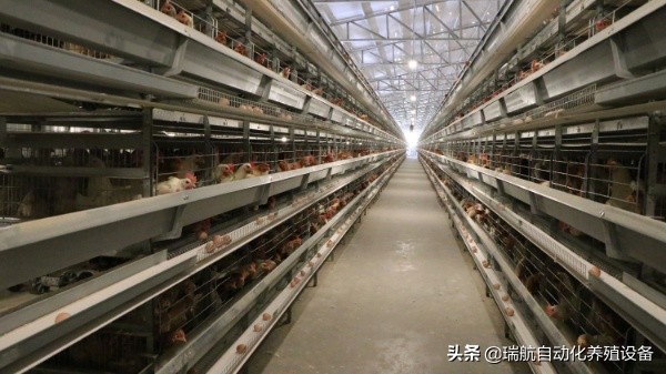 夏季蛋鸡中暑的防治方法,高温鸡中暑怎么救