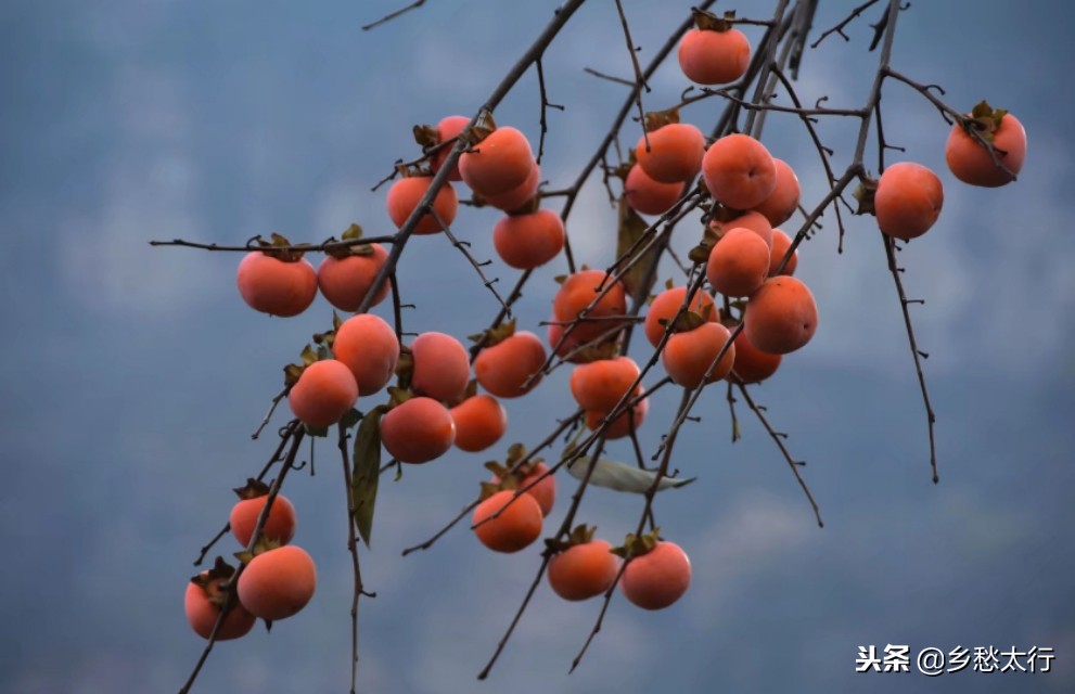 中华柿子红,秋高柿子红