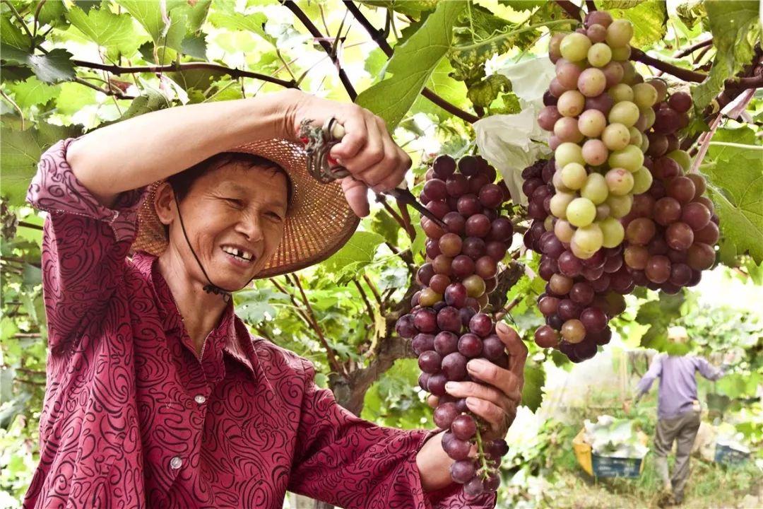 童颜小玉米做法,小玉米甜糯低脂