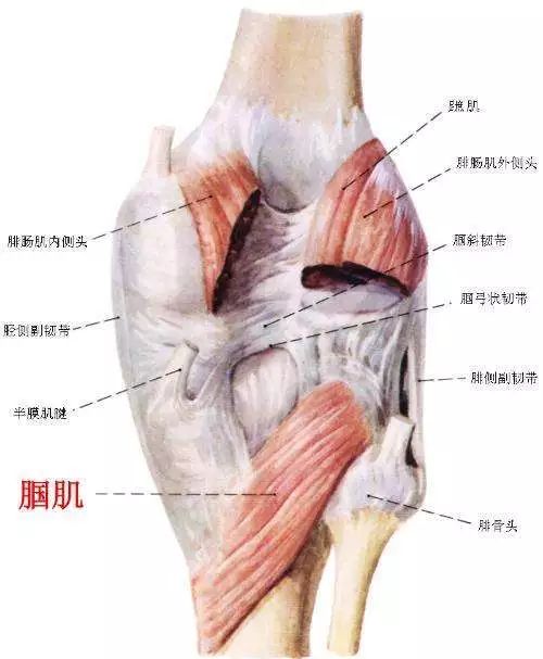科普|膝盖后侧疼痛的无力感，到底该怎么应对？