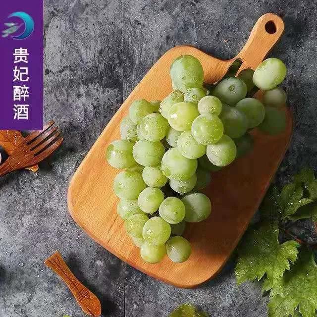 参展企业介绍,参展种业博览会的公司