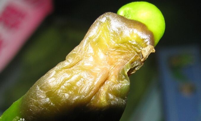 辣椒脐腐病和软腐病的区别,辣椒茎基腐病害