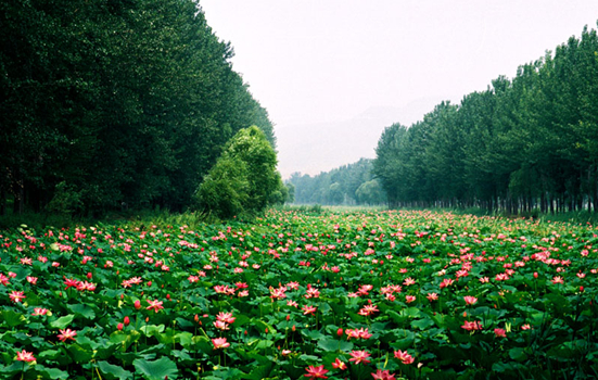 滕州赏花免费景点,滕州莲青山游玩攻略