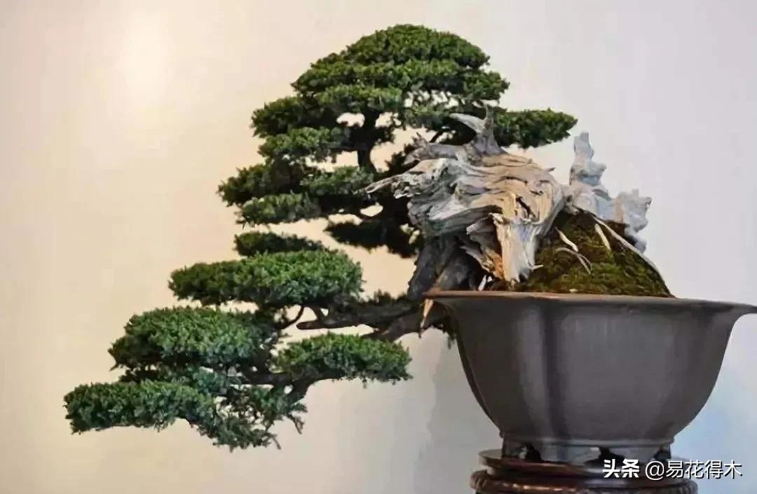 舍利干柏盆景造型,舍利干盆景怎么样