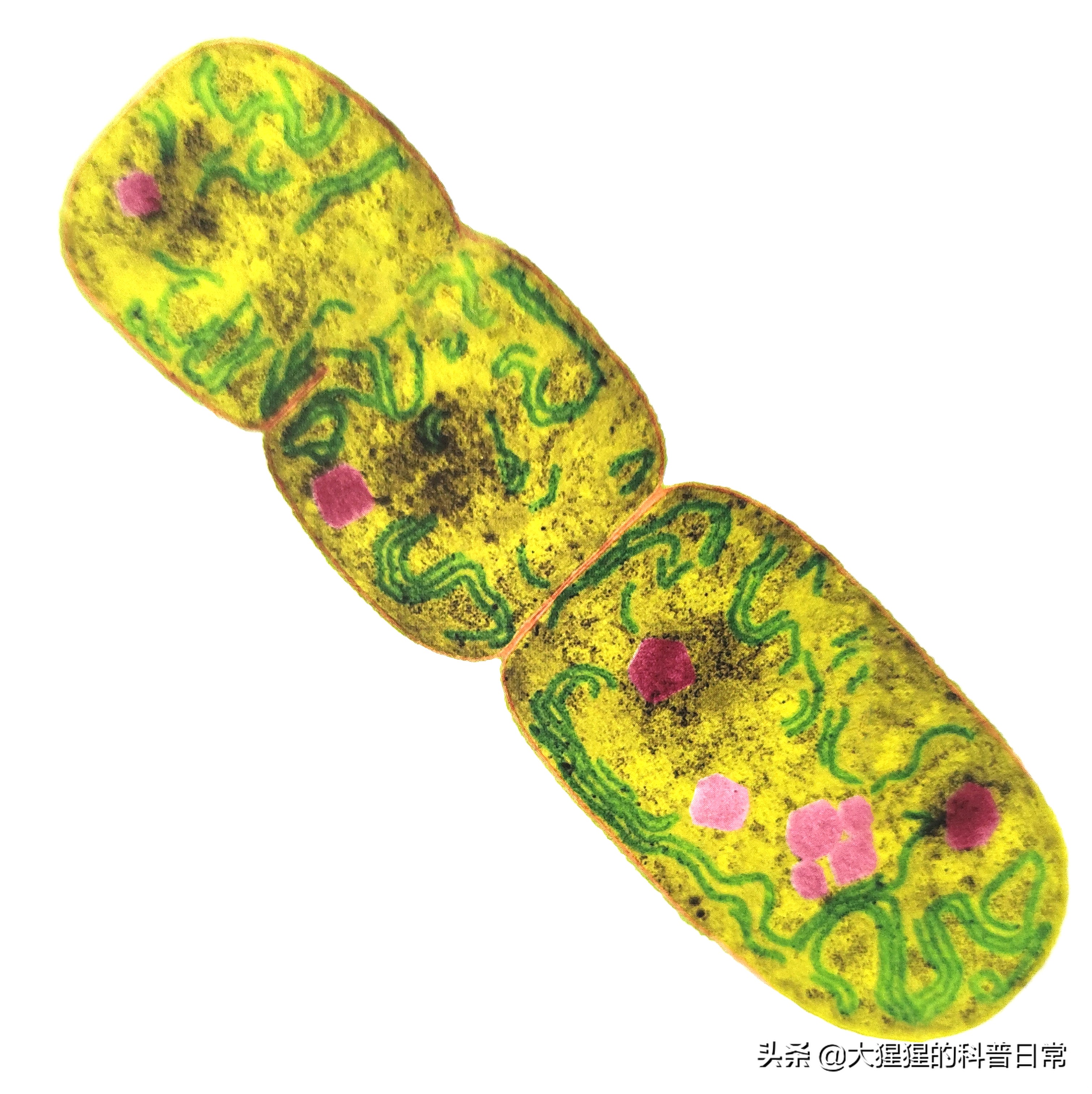微生物原核生物,微生物照片原核生物