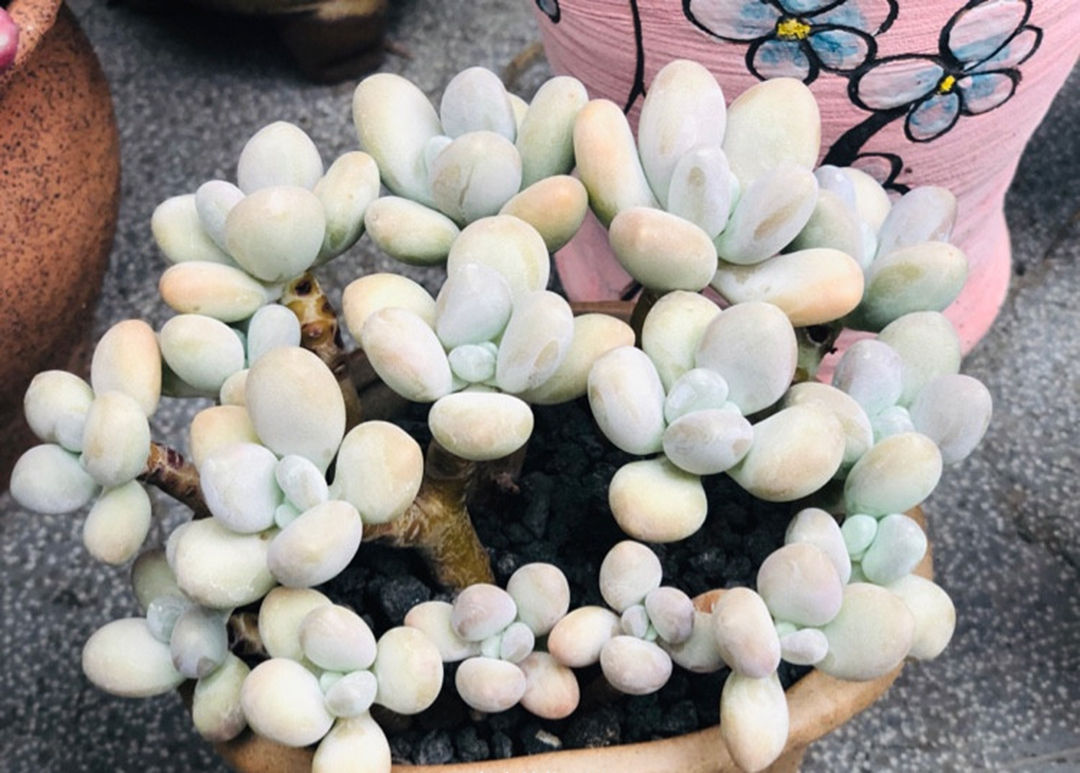 如何预防多肉夏季病虫害,多肉植物的常见病虫害及治愈方法