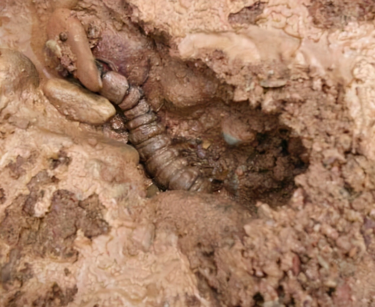 野生养殖蜈蚣,野生蜈蚣可以养殖