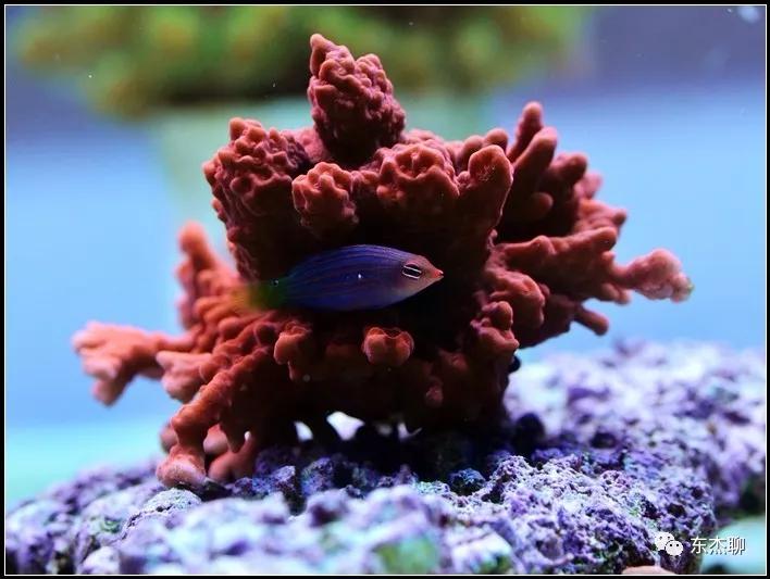 珊瑚鱼缸扁虫怎么处理,珊瑚扁虫怎么繁殖