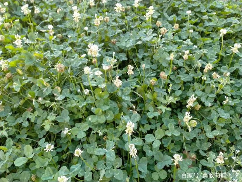 白花三叶草治什么病,白花三叶草怎么清除