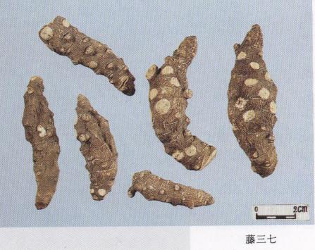 教你怎样辨别真假三七粉,网上买到的假三七粉怎么辨别