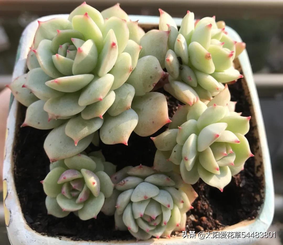 春天多肉容易长虫子吗,春季多肉要预防虫吗