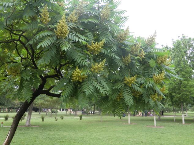 臭椿嫩芽,臭椿原产于哪里