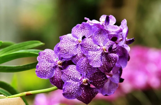 吊兰君子兰哪个好养护,君子兰吊兰图片欣赏