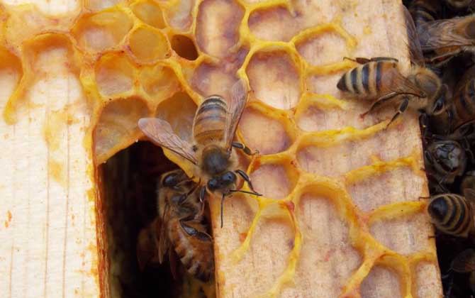 蜜蜂病虫害的防治大全,蜜蜂怎么预防蜘蛛病害发生