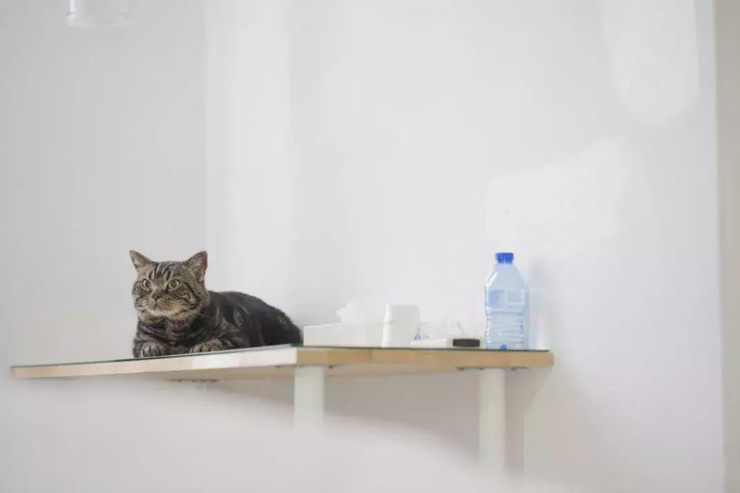 如何阻止猫咪在床上尿尿,猫咪总在床上尿怎么办