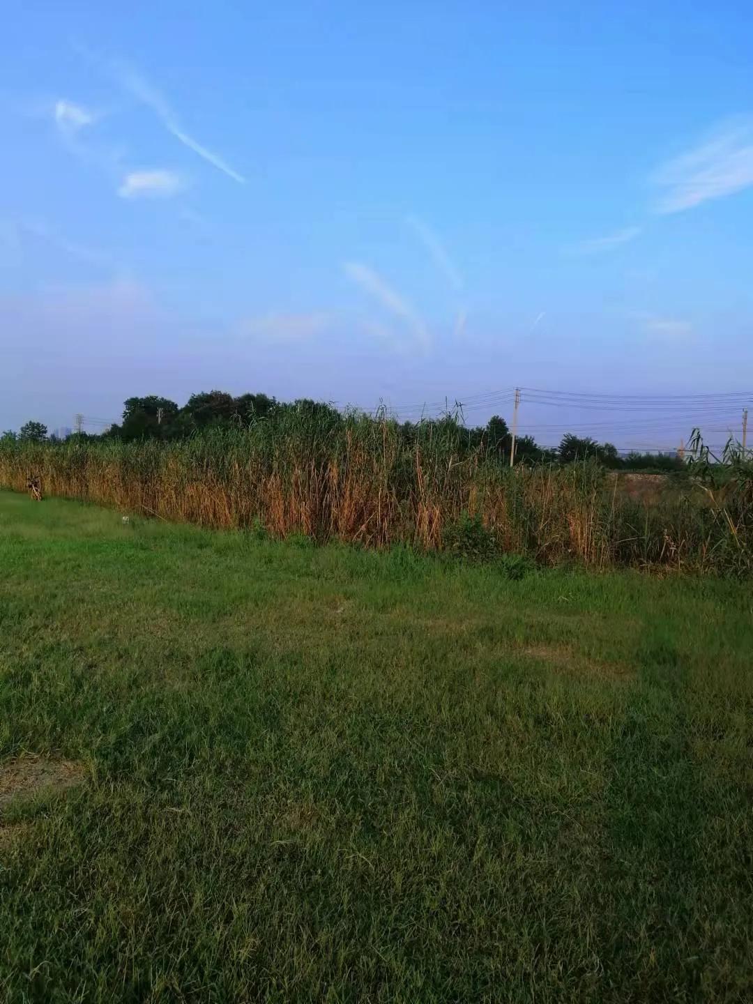 江心洲，一个景色秀丽的夹江岛，岛上的叠加和联排值得买吗？