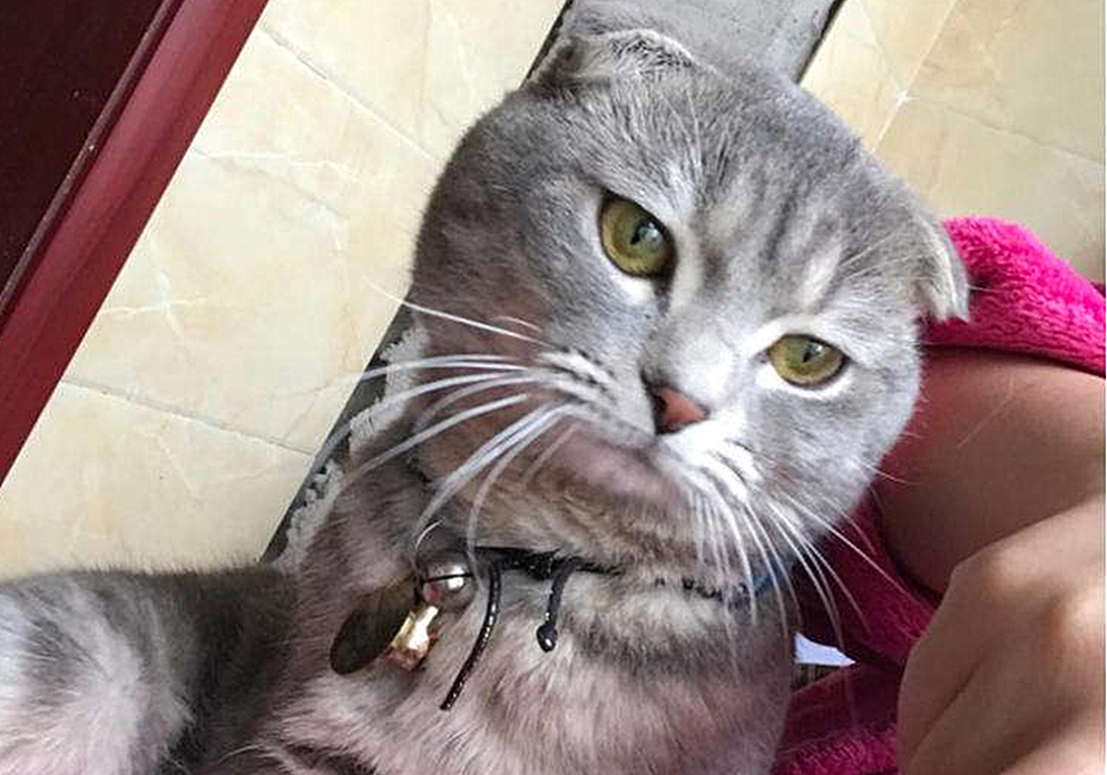 发情前绝育还是发情后绝育好,发情中做绝育会立即停止发情吗