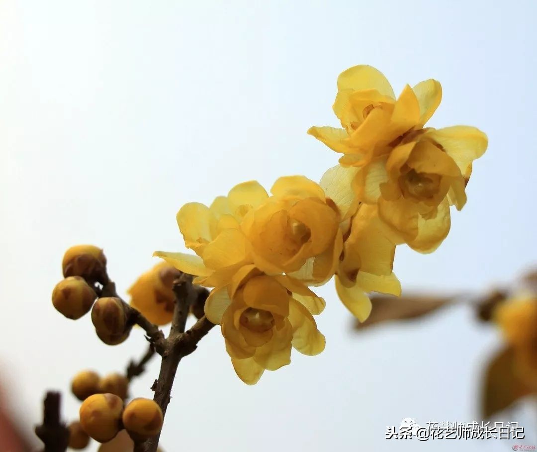 每日一花｜平生相见即眉开，一枝腊梅踏雪来