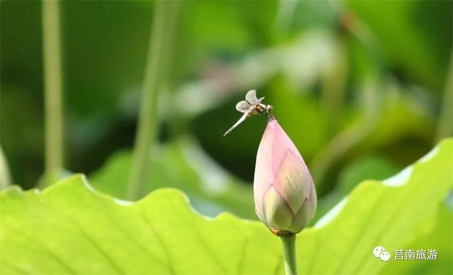 莒南自驾游免费景点大全图片,莒南春季游玩好去处推荐