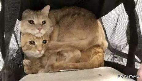 猫咪平替好物推荐,提高猫咪生活质量的几款好物