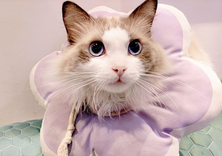 怀孕期间养宠物对胎儿有什么影响,怀孕后宠物可以继续养吗