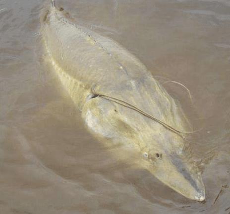 渔民误捕350斤鱼王,渔民误捕到的鱼