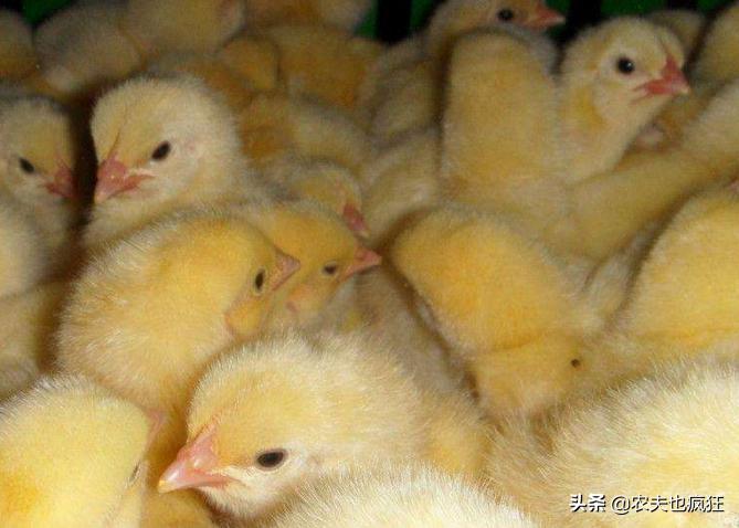 小鸡苗鉴别公母,小鸡苗怎么辨别公母鸡
