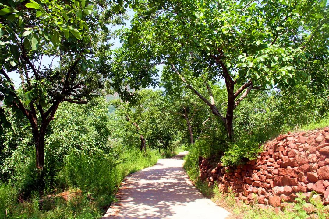 唐山特色旅游区,唐山榛子镇美丽乡村