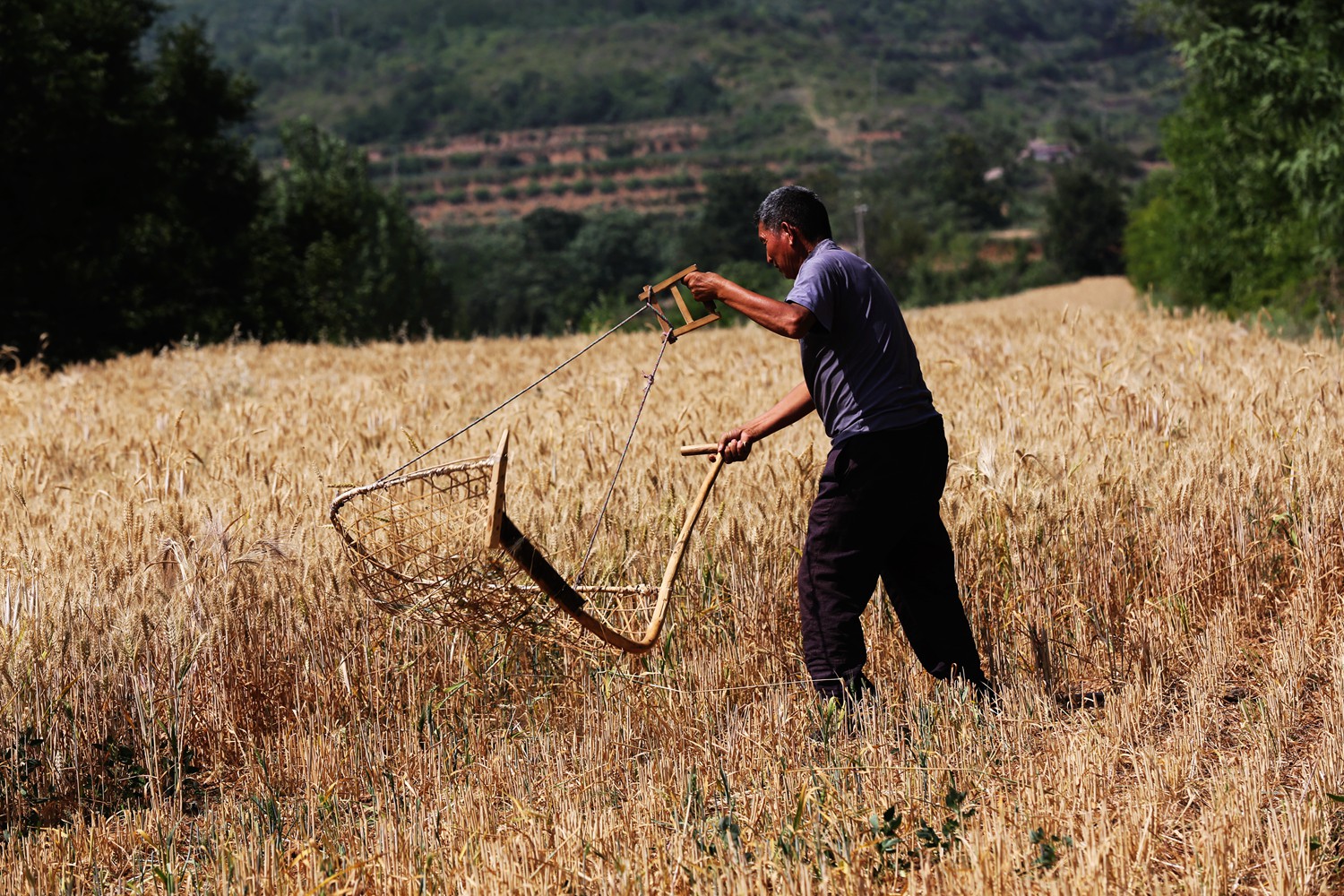 割麦神器大全视频,农民割麦用什么神器