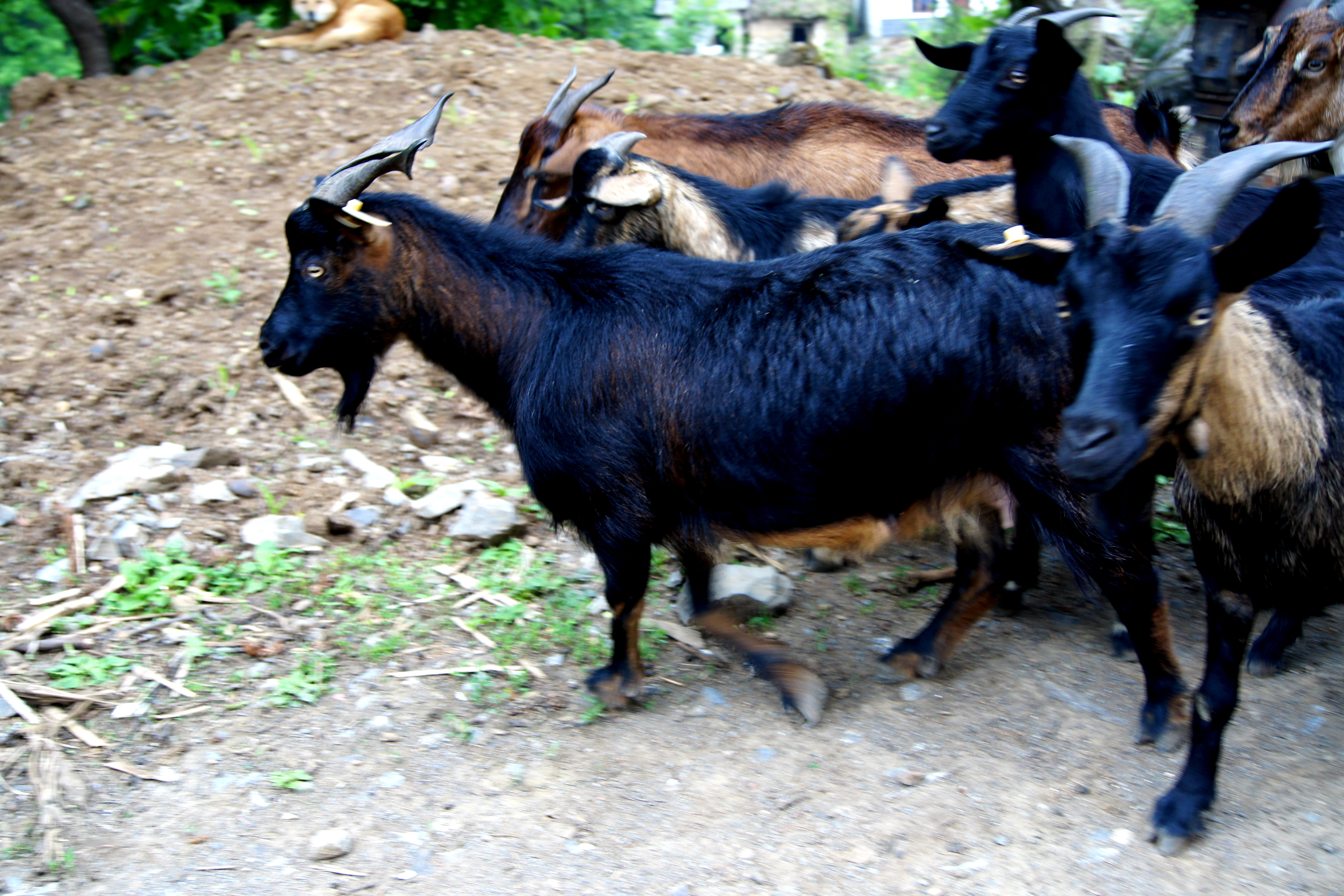 养山羊50只羊羔一年赚多少钱,养殖100只山羊一年成本分析
