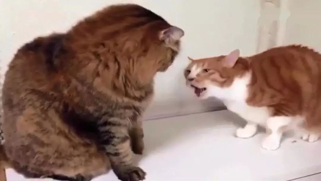 猫咪打架的5种真实原因,猫与猫咪之间打架会流血受伤吗