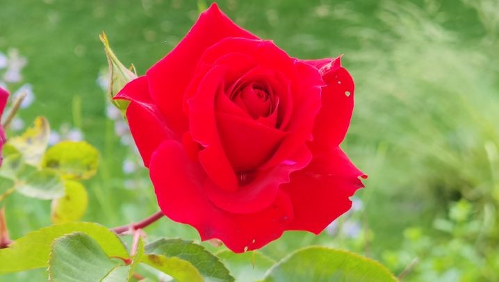 华为p40pro摄像头具体介绍,华为p40pro能检测针孔摄像头