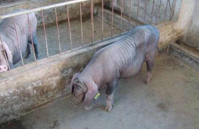 母猪养肥的正确方法,空怀母猪的饲养管理的常规流程