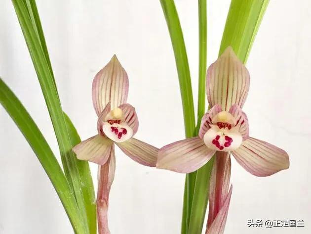 为什么兰花被称为国兰,为什么兰花又叫国兰