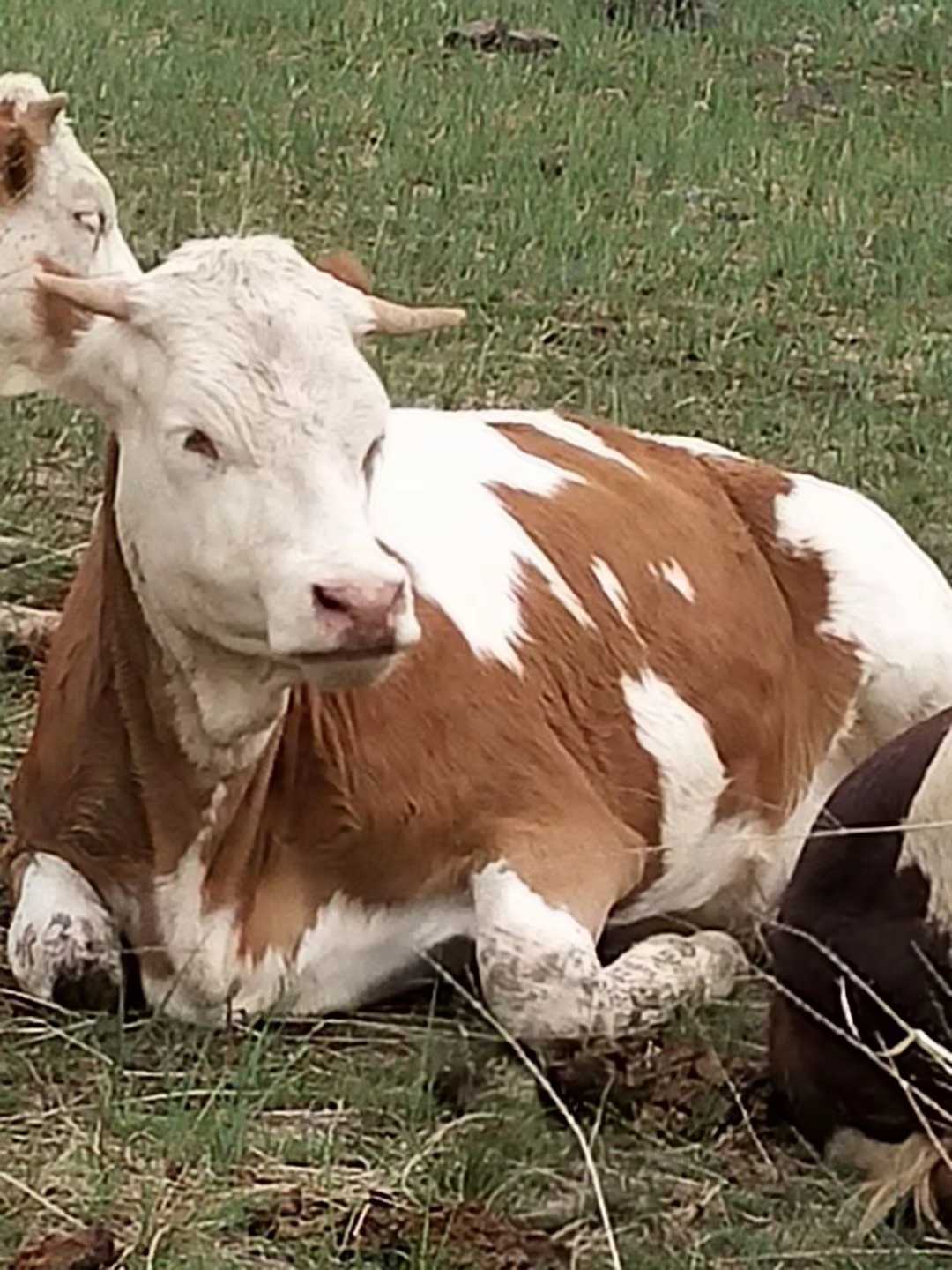 四种母牛养不得必淘汰,这3种母羊千万别养