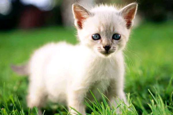 为何母猫在交配过程中撕心裂肺？不是不配合，看完令人心疼！