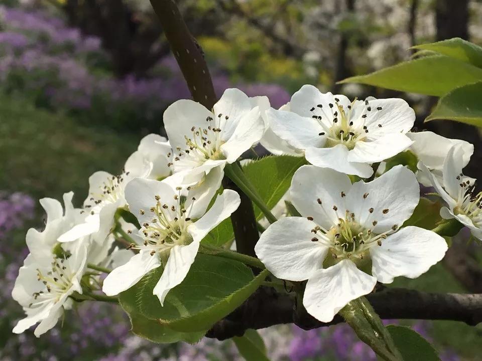 十二生肖对应的幸运花是什么花,十二生肖各该种什么花