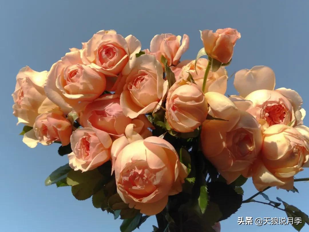 月季春季第一波花要不要剪,月季春季第一波花开后嫁接