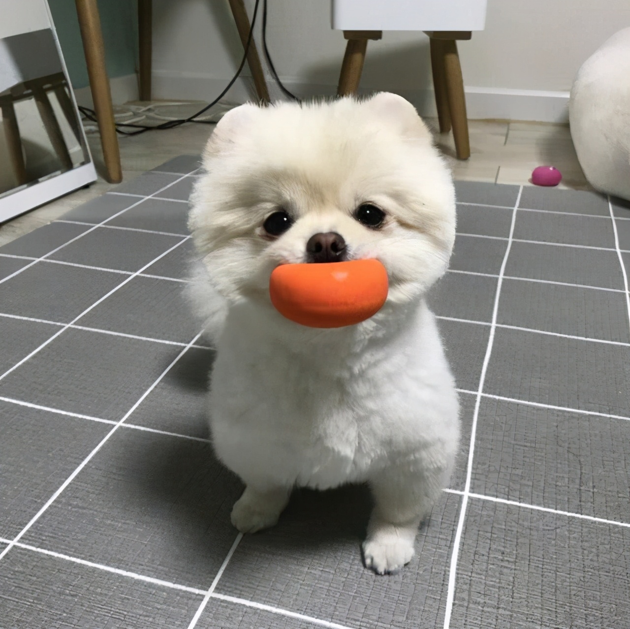 博美的肠胃好不好,博美肠胃不好吃什么药