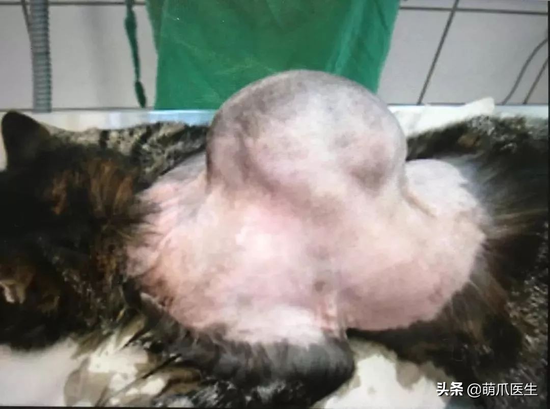 丧尽天良的黑心试剂盒，你们害死了多少猫