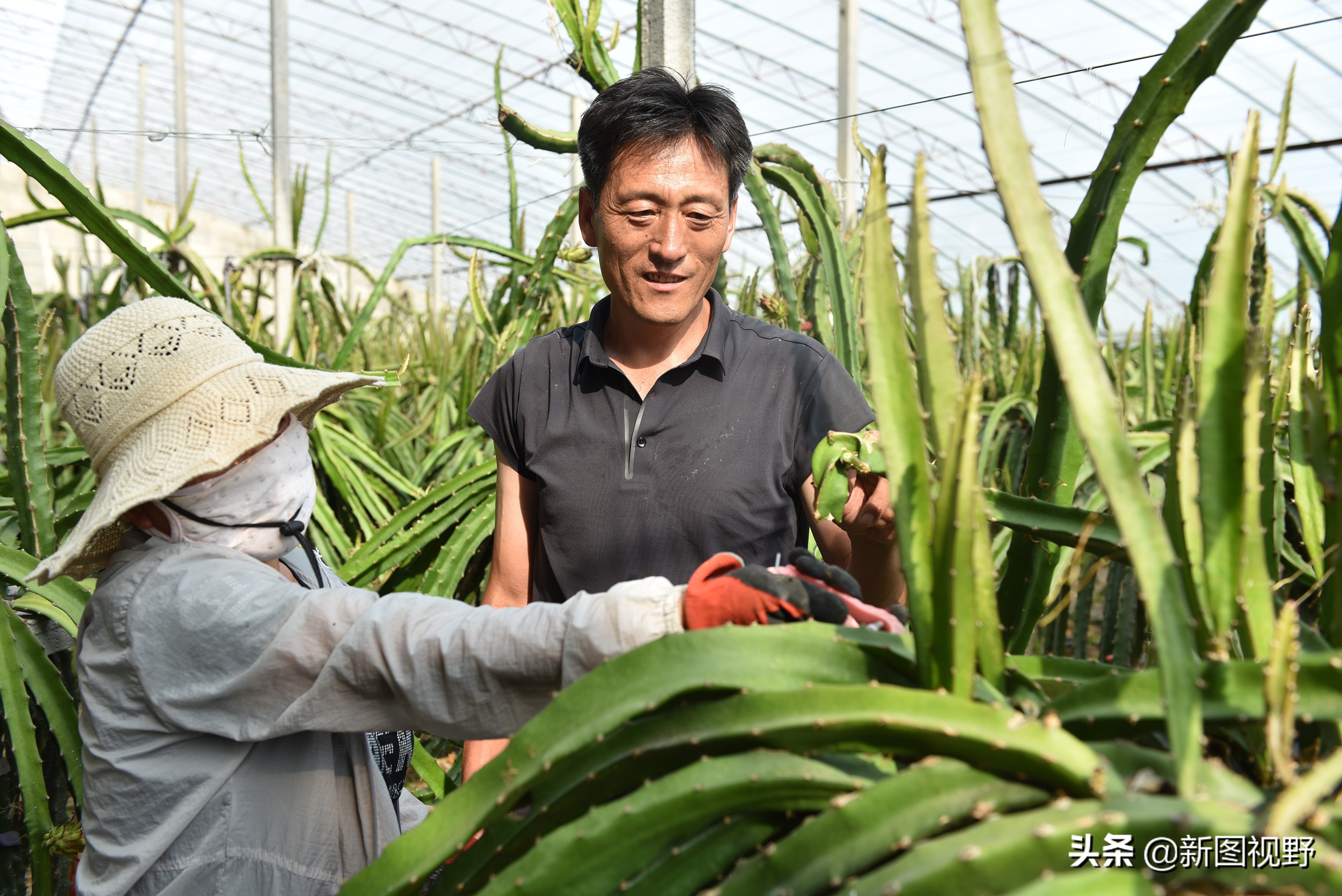 农村大哥种菜一年12万,农村大哥吃西瓜